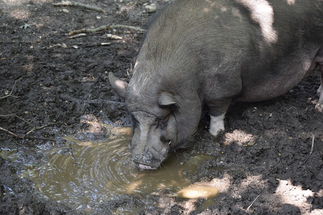 的迅速发展 的迅速发展